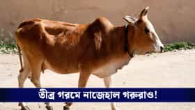 তীব্র গরমে নাজেহাল গরুরাও, কমছে দুধ উৎপাদনের সংখ্যা!