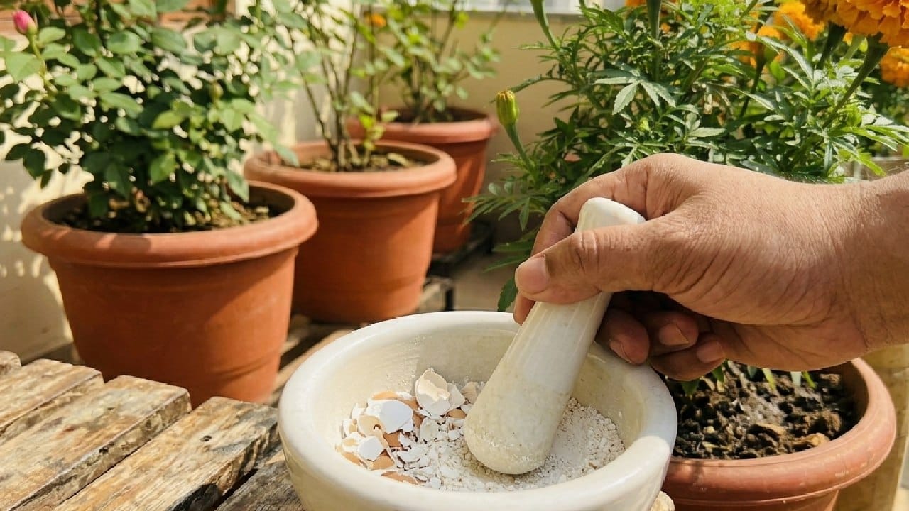 ডিমের খোসায় প্রচুর ক্যালসিয়াম থাকে, যা গাছের ডালপালা শক্ত করতে এবং শিকড়ের বৃদ্ধিতে সাহায্য করে। ডিমের খোসা ভালো করে ধুয়ে শুকিয়ে মিহি গুঁড়ো করে গাছের গোড়ায় ছিটিয়ে দিতে পারেন। এর ফলে গাছের কাঠামো মজবুত হয় এবং কুঁড়ি ঝরে যাওয়ার মতো কোনও সমস্যা কখনও দেখা যায় না। Gemini AI