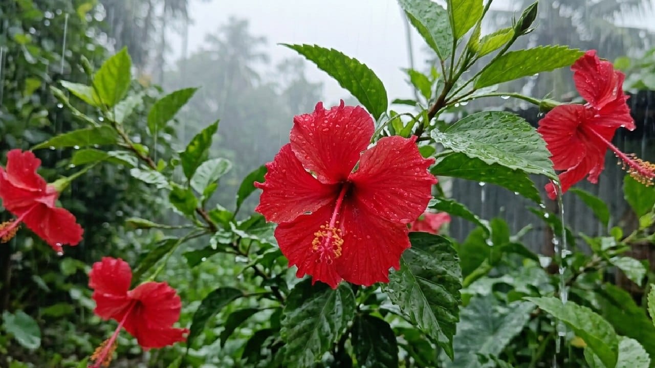 বর্ষার স্যাঁতসেঁতে আবহাওয়ায় লাল, গোলাপি বা হলুদ রঙের জবা সবচেয়ে সুন্দরভাবে ফুটে ওঠে। বাতাসে আর্দ্রতা বেশি থাকায় এই সময়ে জবা গাছে প্রচুর পরিমাণে কুঁড়ি আসে এবং খুব একটা বিশেষ যত্নের প্রয়োজন হয় না। বাগানের বেড়া বা পাঁচিলের ধারে এই গাছ লাগালে মেঘলা দিনেও পুরো বাগান একেবারে উজ্জ্বল হয়ে ওঠে। Gemini Ai