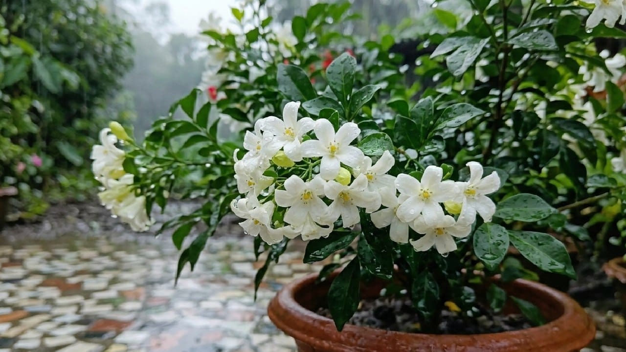 বৃষ্টির দিনে মিষ্টি সুবাস ছড়াতে কামিনী ফুলের জুড়ি মেলা ভার এবং এই গাছে সতেজতা দারুণভাবে বজায় থাকে। থোকা থোকা সাদা ফুল বাগানের পাশাপাশি মনকেও এক লহমায় শান্ত করে দেয়। গাছের গোড়ায় যাতে জল না জমে সেই ব্যবস্থা রাখলে সামান্য অম্লজাতীয় মাটিতে কামিনী তরতর করে বাড়ে। Gemini AI