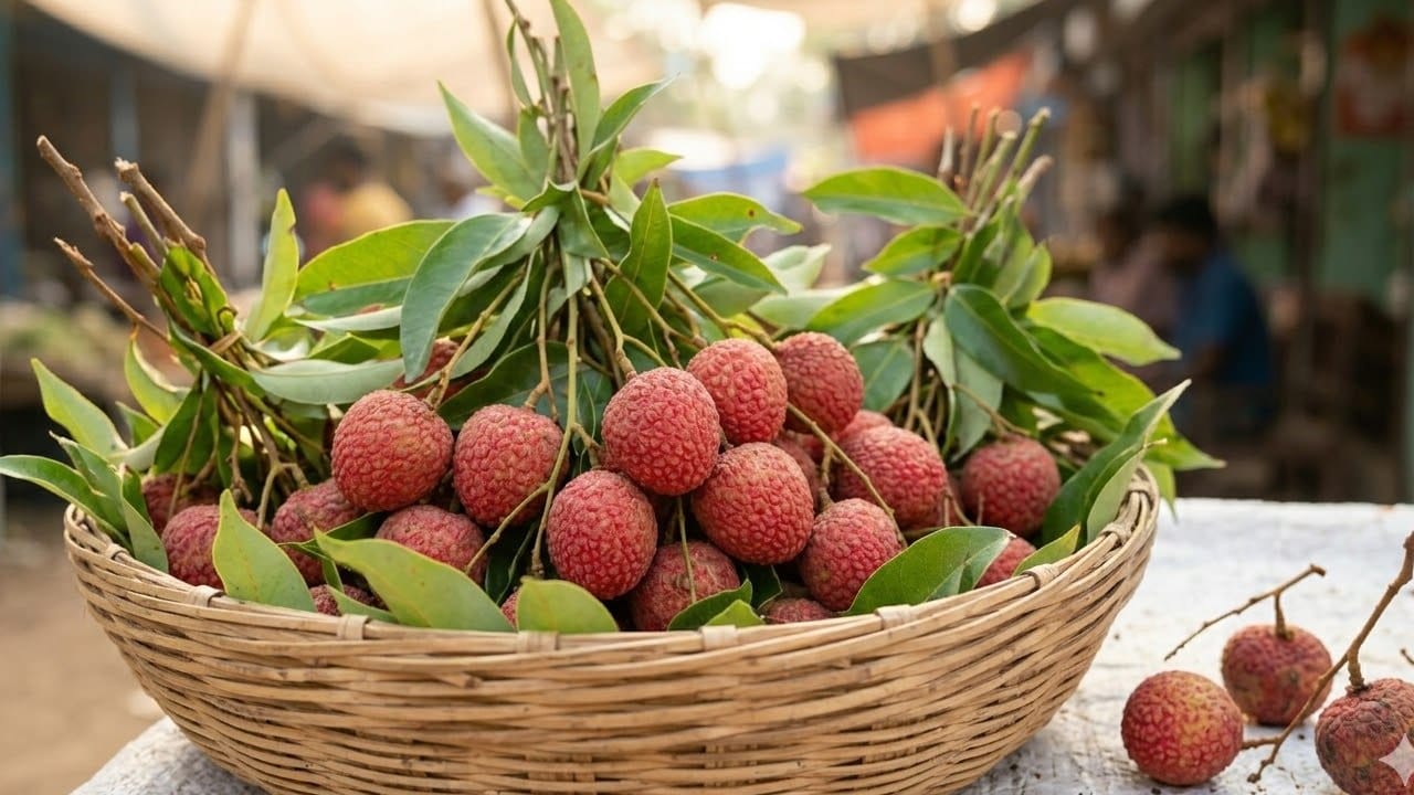 বাজার থেকে লিচু কেনার সময় সবসময় ডালসহ বা গুচ্ছ আকারে থাকা ফল বেছে নেওয়া উচিত। ডালসহ লিচু অনেক বেশি সময় পর্যন্ত তাজা থাকে এবং সহজে নষ্ট হয়ে যায় না। ডালগুলো যদি একদম শুকিয়ে ভেঙে পড়ে তবে বুঝতে হবে ফলটি বেশ কয়েকদিন আগে গাছ থেকে পাড়া হয়েছে। Gemini Ai