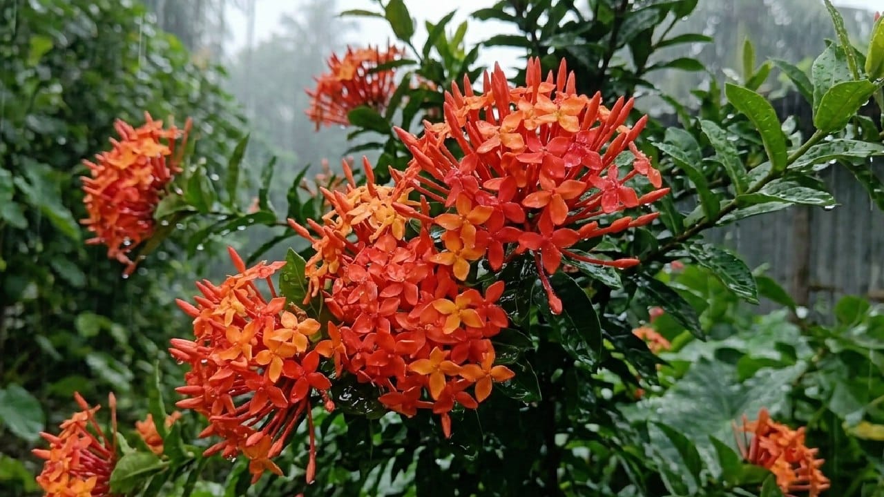 ছোট ছোট ফুলের থোকা নিয়ে রঙ্গন গাছ বর্ষার প্রকৃতির সঙ্গে দারুণ মানানসই একটি বিকল্প। লাল, কমলা, গোলাপি বা হলুদ রঙের এই ফুল বৃষ্টির দিনে বাগানের শোভা বহুগুণ বাড়িয়ে তোলে। মেঘলা দিনে হালকা রোদ এবং জল-নিকাশি ব্যবস্থা ভালো আছে এমন মাটিতে রঙ্গন গাছ ফুলে ফুলে ভরে ওঠে। Gemini AI
