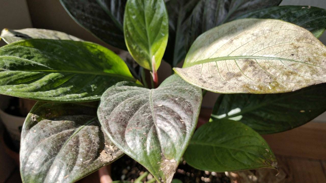 গাছের স্বাভাবিক বৃদ্ধির গতি আচমকা থমকে যাওয়া বা নতুন পাতা ও কুঁড়ি না গজানো কিন্তু জলের অভাবেরই একটি বড় দীর্ঘমেয়াদি লক্ষণ। জল না পেলে উদ্ভিদ তার সালোকসংশ্লেষ প্রক্রিয়া বা খাদ্য তৈরির কাজ ঠিকমতো চালাতে পারে না, যার ফলে তার সার্বিক বিকাশ থমকে যায়। এমনকি মরশুমের সময়েও যদি গাছে নতুন কুঁড়ি বা ফুল না আসে, তবে বুঝতে হবে গাছটি জলের অভাবে ভুগছে। Gemini Ai