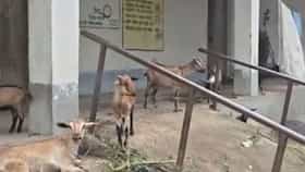 তৃণমূল আমলে শিক্ষক-সংকট, ৮টি স্কুলে তালা