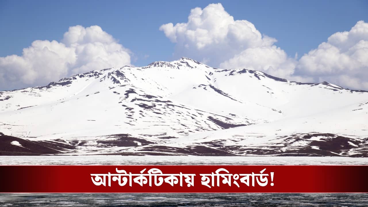 Hummingbird in Antarctica : বরফের নিচে লুকিয়ে হামিংবার্ড, চমক দেখাল নাসা-ইসরোর উপগ্রহ নিসার!