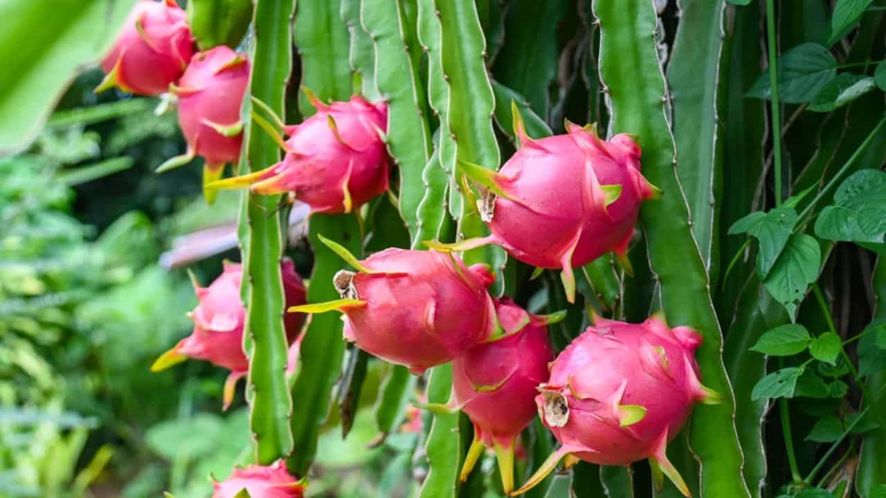 How to Grow Dragon Fruit: এসব সহজ নিয়মে টবেই ফলিয়ে ফেলুন ড্রাগন How to Grow Dragon Fruit: এসব সহজ নিয়মে টবেই ফলিয়ে ফেলুন ড্রাগন