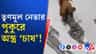 মাছ নয়, তৃণমূল নেতার পুকুরে পাওয়া গেল...