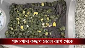 কলকাতা বিমানবন্দরে যাত্রীর ব্যাগ থেকে বেরল শ'য়ে-শ'য়ে কচ্ছপ