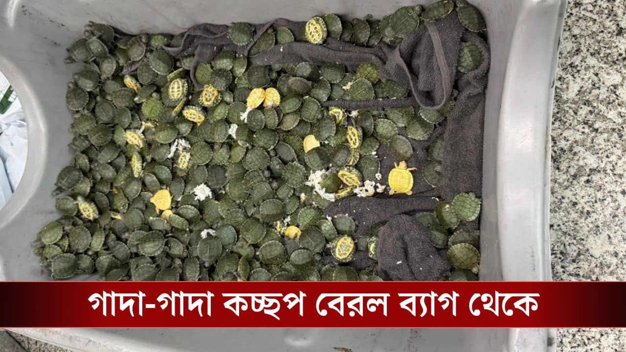Kolkata Airport: কলকাতা বিমানবন্দরে যাত্রীর ব্যাগ থেকে বেরল শয়ে-শয়ে কচ্ছপ