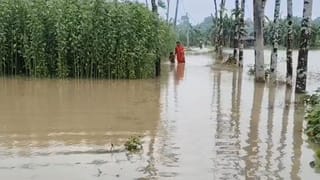 Farmers: কাঁকরোল, পেঁপে, পটল , বেগুন- সব জলের তলায়, হাজার হাজার টাকার ক্ষতি