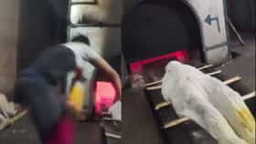 ঠাকুমাকে চুল্লিতে ঢোকাতেই ঝাঁপিয়ে পড়ল নাতি, শ্মশানে হইচই