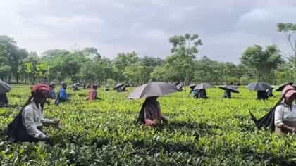 পুজোর আগেই মিলবে সুখবর! মুখ্যমন্ত্রীর ঘোষণায় আশায় চা শ্রমিকরা