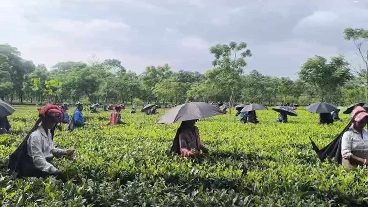 CM Suvendu Adhikari: পুজোর আগেই মিলবে সুখবর! মুখ্যমন্ত্রীর ঘোষণায় আশায় চা শ্রমিকরা