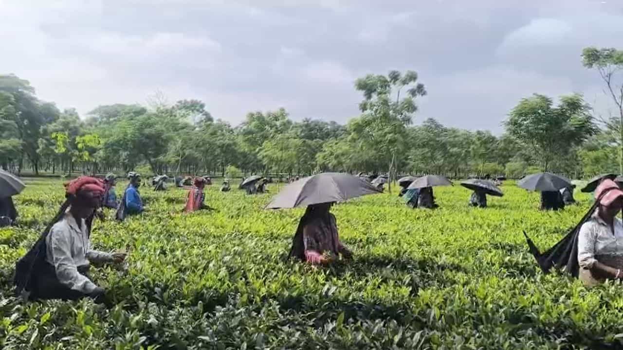 CM Suvendu Adhikari: পুজোর আগেই মিলবে সুখবর! মুখ্যমন্ত্রীর ঘোষণায় আশায় চা শ্রমিকরা CM Suvendu Adhikari: পুজোর আগেই মিলবে সুখবর! মুখ্যমন্ত্রীর ঘোষণায় আশায় চা শ্রমিকরা
