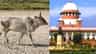 গো-হত্যা সম্পূর্ণ নিষিদ্ধ নয়, হাইকোর্টের রায়ে স্থগিত করল সুপ্রিম কোর্ট
