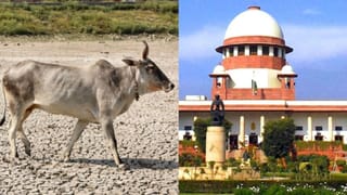 Cow Slaughter Ban: গো-হত্যা সম্পূর্ণ নিষিদ্ধ নয়, হাইকোর্টের রায়ে স্থগিতাদেশ দিল সুপ্রিম কোর্ট