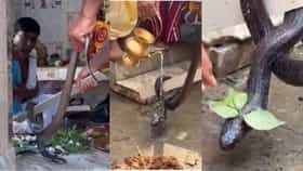 জ্যান্ত কেউটে কাটে না কাউকে, স্নান করে দুধে, কালনার গ্রামে আজব ঘটনা