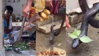 Kalna Snake Recover: জ্যান্ত কেউটে কাটে না কাউকে, চুপচাপ বসে স্নান করে দুধে, কালনার গ্রামে আজব ঘটনা