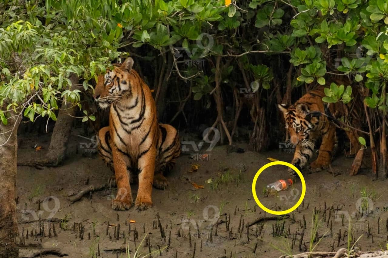 Sundarban: গভীর জঙ্গলে এই বোতল দেখেই থমকে দাঁড়াল রয়্যাল বেঙ্গল টাইগার! সুন্দরবনে ধরা পড়ল নজিরবিহীন উদ্বেগের ছবি, কী ছিল বোতলে?