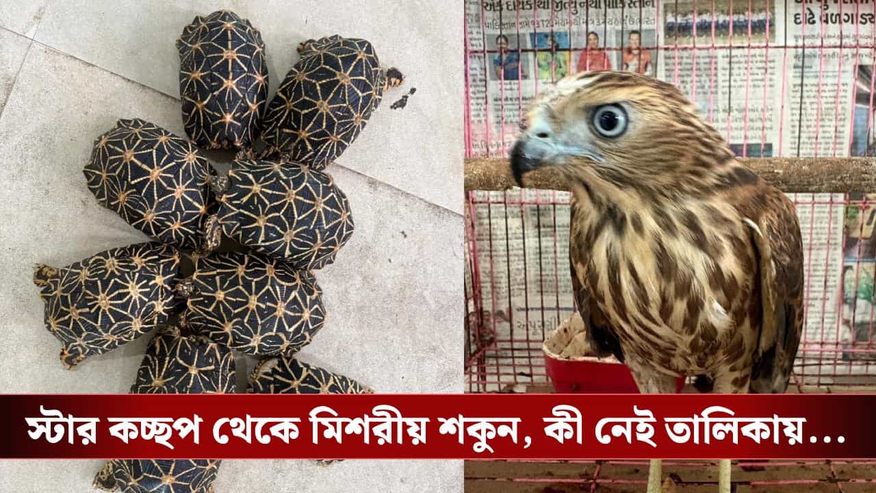 Wildlife Smuggling: স্লো লরিস থেকে মিশরীয় শকুন, CBI-DRI যৌথ অভিযানে বাংলায় বন্যপ্রাণী পাচার চক্রের বিরাট পর্দাফাঁস Wildlife Smuggling: স্লো লরিস থেকে মিশরীয় শকুন, CBI-DRI যৌথ অভিযানে বাংলায় বন্যপ্রাণী পাচার চক্রের বিরাট পর্দাফাঁস