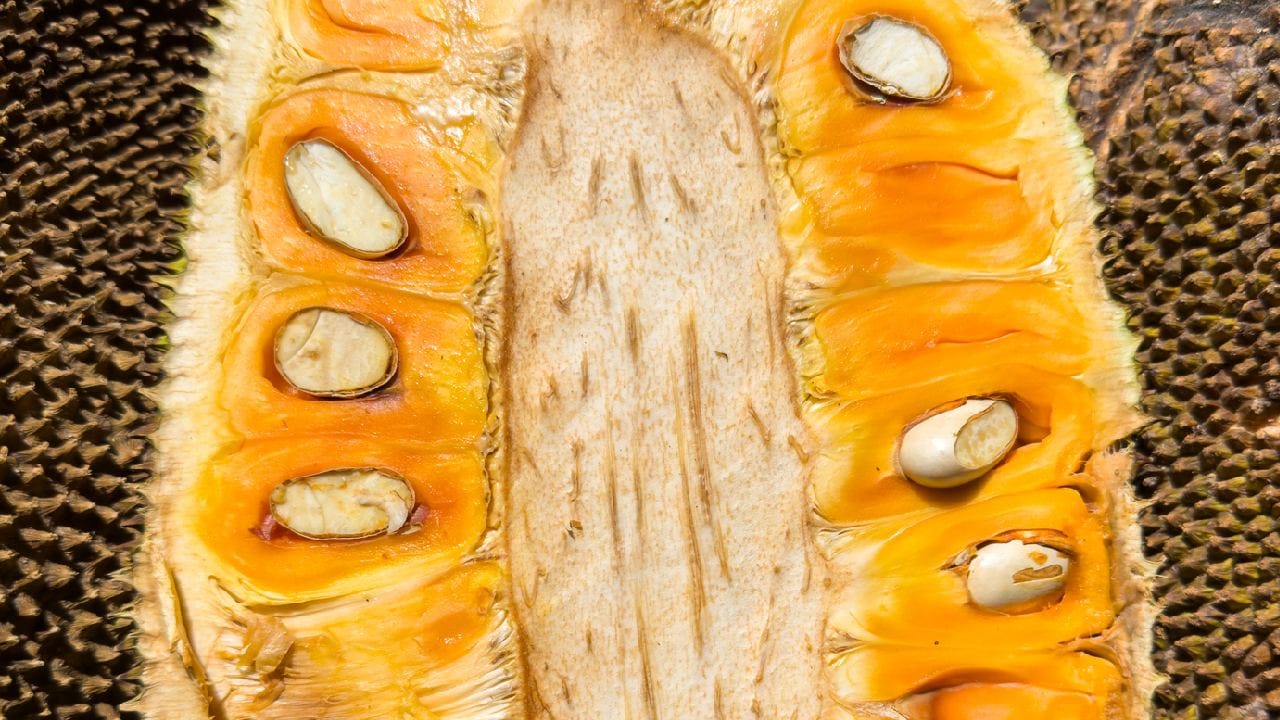 যাঁরা দীর্ঘদিন ধরে কোষ্ঠকাঠিন্য বা হজমের নানা সমস্যায় ভুগছেন, তাঁদের খাদ্যতালিকায় কাঁঠাল রাখা অত্যন্ত জরুরি এবং স্বাস্থ্যকর একটি সিদ্ধান্ত হতে পারে। এতে থাকা প্রচুর পরিমাণের খাদ্যআঁশ পেট পরিষ্কার করে এবং অন্ত্রের ভেতরের সুস্থ পরিবেশ বজায় রাখতে দারুণ সাহায্য করে। নিয়মিত এটি খেলে পরিপাকতন্ত্রের কার্যকারিতা বহুগুণ বেড়ে যায় এবং পেটের সার্বিক অস্বস্তি অনেকটাই কমে আসে। Getty Images