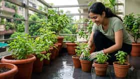 বর্ষার মরসুমে বাড়িতেই তরতরিয়ে বাড়বে এই ভেষজ গাছ