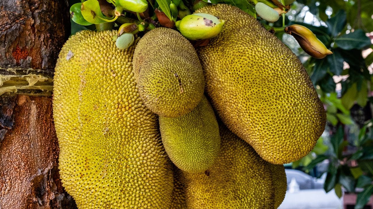অনেকের ধারণা মিষ্টি ফল হওয়ায় কাঁঠাল খেলে ওজন বেড়ে যেতে পারে, যা পুরোপুরি সঠিক তথ্য নয়। কাঁঠালে চর্বি বা ফ্যাট নেই বললেই চলে এবং ক্যালরির পরিমাণও অত্যন্ত নিয়ন্ত্রিত বা পরিমিত স্তরে থাকে। উচ্চমাত্রার আঁশ থাকার কারণে অল্প কাঁঠাল খেলেই পেট দীর্ঘক্ষণ ভরা থাকে, যা অতিরিক্ত খাবার গ্রহণের প্রবণতা কমিয়ে দেয়। Getty Images