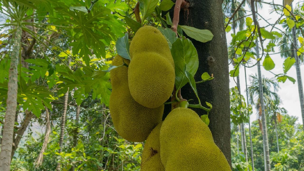 হাড় মজবুত রাখা এবং শরীরের স্নায়বিক সুস্থতার জন্য প্রয়োজনীয় ম্যাগনেশিয়াম ও ক্যালসিয়াম পর্যাপ্ত পরিমাণে কাঁঠালে পাওয়া যায়। নিয়মিত এটি খেলে বয়সের সাথে সাথে হাড় ক্ষয় হওয়ার যে আশঙ্কা থাকে, তা অনেকটাই প্রতিরোধ করা সম্ভব হয়। তাই শরীরকে ভেতর থেকে ফিট ও সতেজ রাখতে নিয়মিত খাদ্যতালিকায় পরিমিত পরিমাণে এই পুষ্টিকর ফলটি যোগ করা উচিত। Getty Images