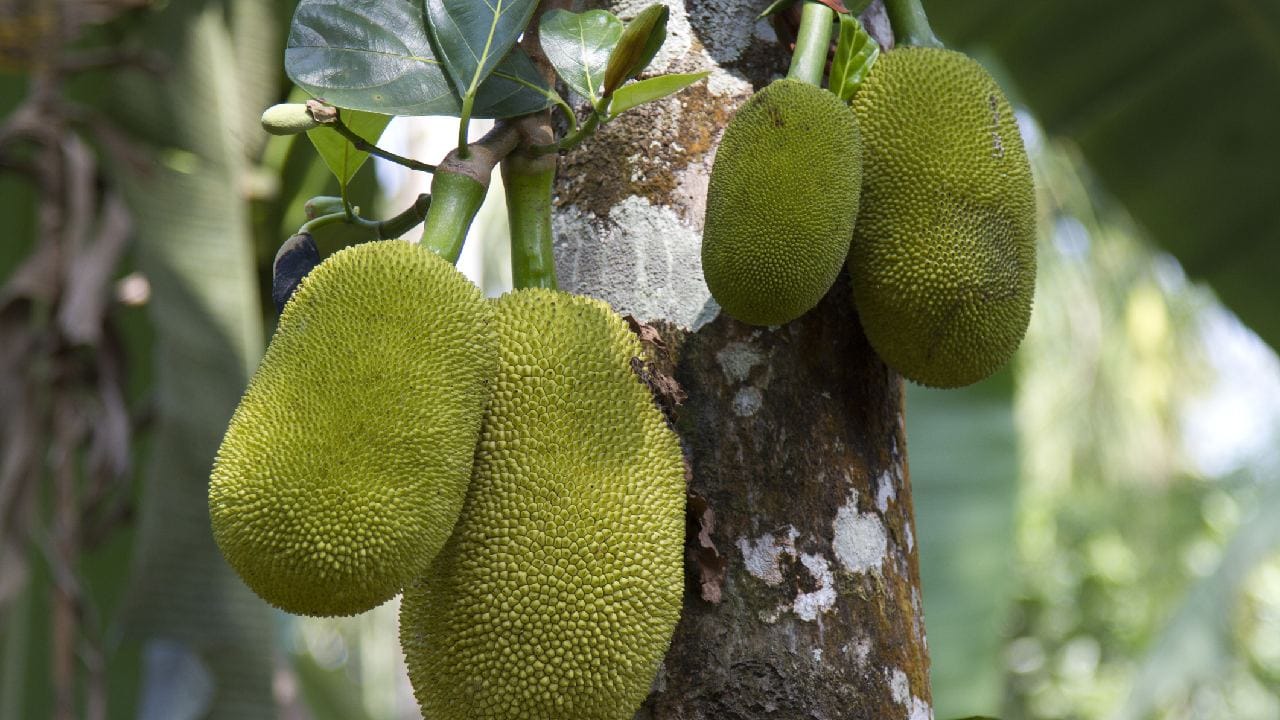 মরসুমি সর্দি, কাশি কিংবা নানা ধরনের ভাইরাল সংক্রমণের হাত থেকে নিজেকে রক্ষা করতে শরীরের রোগ প্রতিরোধ ব্যবস্থা শক্তিশালী হওয়া জরুরি। কাঁঠালে প্রচুর পরিমাণে ভিটামিন সি এবং শক্তিশালী অ্যান্টি-অক্সিডেন্ট রয়েছে, যা শরীরের রক্তকণিকাগুলোকে সতেজ রাখে ও জীবাণুর বিরুদ্ধে লড়তে শেখায়। এটি শরীরের ভেতরের যেকোনও ধরনের প্রদাহ বা জ্বালাপোড়া কমাতেও সমানভাবে কার্যকরী ভূমিকা পালন করে। Getty Images
