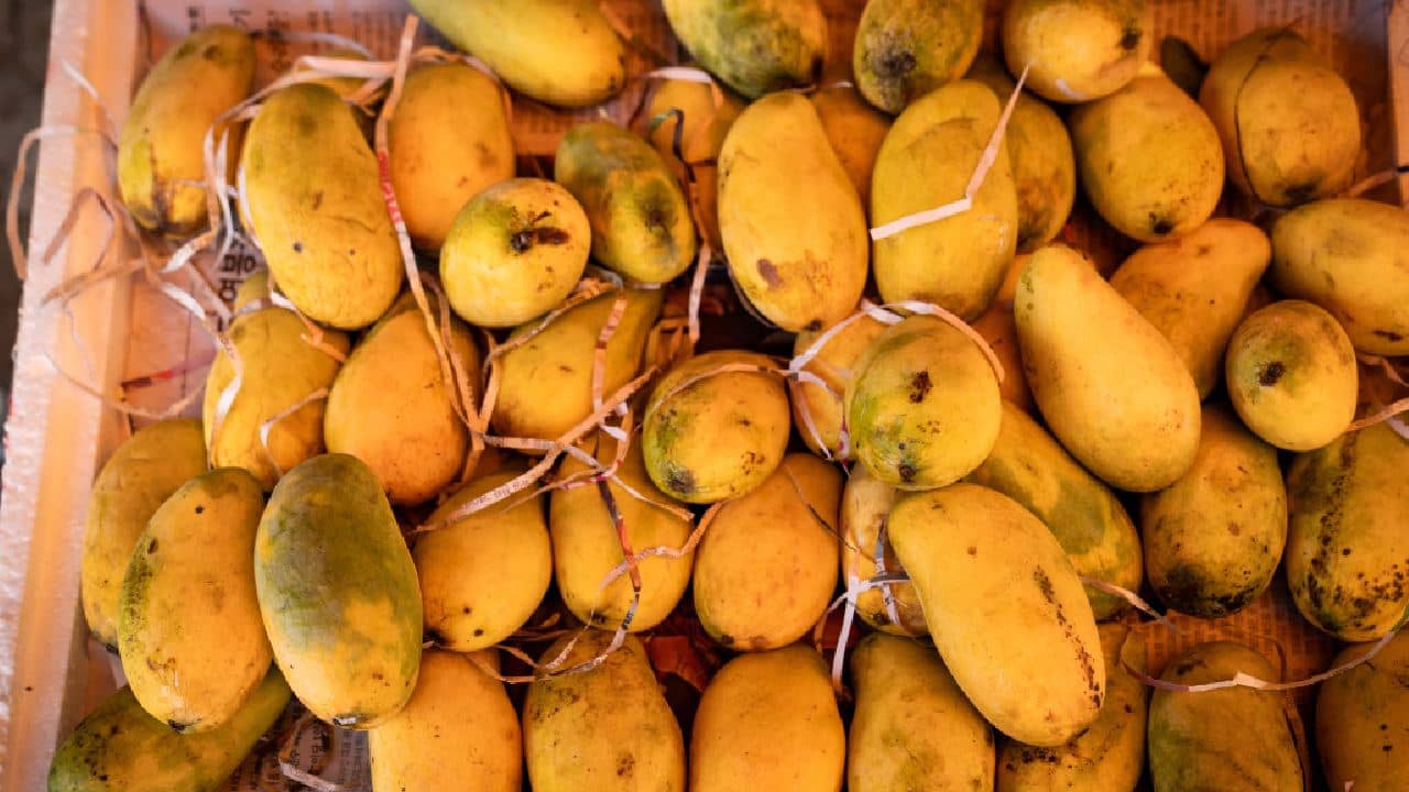 National Mango Day: আমের আবার ল্যাংড়া আর চৌসা! নাম শুনে হাসি পায়? ইতিহাসটা জানেন তো?