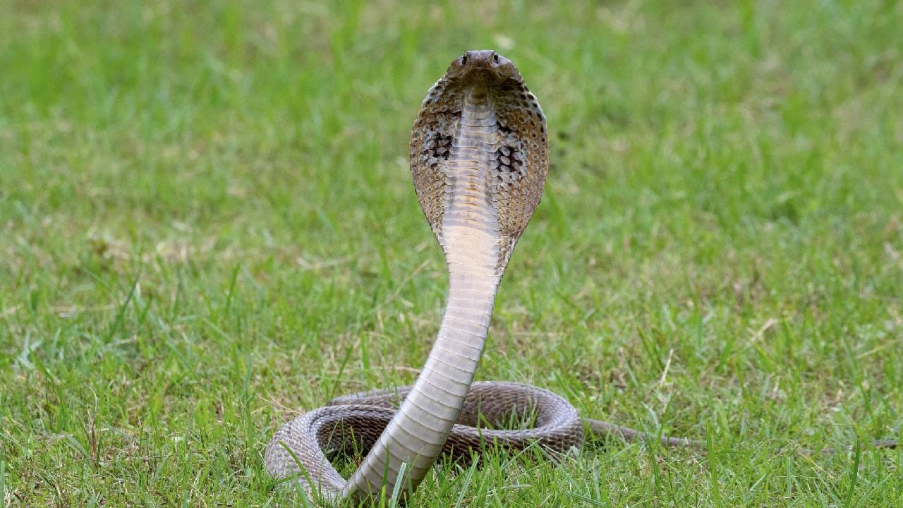 বর্ষায় একটানা বৃষ্টি হলে সাপের গর্তে জল ঢুকে যায়, তাই শুকনো জায়গার খোঁজে ওরা সোজা লোকালয়ে চলে আসে। এই সময় ইঁদুর বা ব্যাঙের মতো সাপের খাবারও বাড়ির কাছাকাছি ঘোরে, ফলে সাপের আনাগোনা বাড়ে। চোখেই দেখতে হবে এমন নয়, কিছু ছোটখাটো লক্ষণ দেখেই ঘরে সাপের উপস্থিতি টের পাওয়া যায়। Getty Images