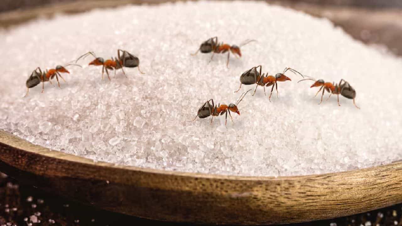 Get rid of ants in sugar jar naturally: চিনি, সুজির কৌটোয় পিঁপড়ে থাকতেই পারবে না! পুরে দিন এই জিনিস Get rid of ants in sugar jar naturally: চিনি, সুজির কৌটোয় পিঁপড়ে থাকতেই পারবে না! পুরে দিন এই জিনিস