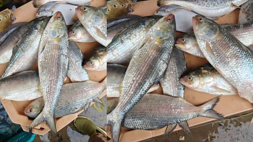 Digha Hilsha: কাটল খরা, দিঘার মোহনায় ঢুকল টন টন ইলিশ, দাম কত জানেন?