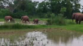 হাতির হানা বাঁকুড়ায়, ধ্বংস করে দিচ্ছে সব ফসল