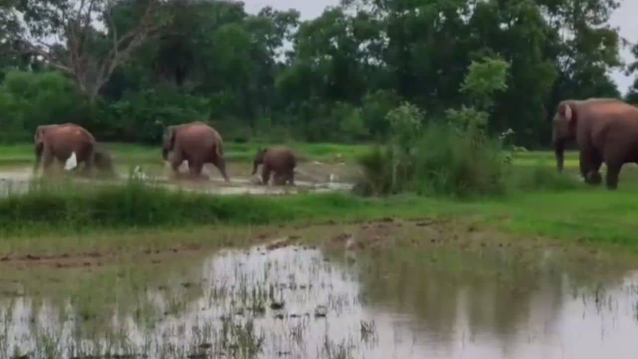 Elephant Attack: হাতির হানা বাঁকুড়ায়, ধ্বংস করে দিচ্ছে সব ফসল
