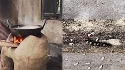 খোলা আকাশের নীচেই চলে রান্না! কিলবিল করছে পোকা...কী হাল ICDS কেন্দ্রের