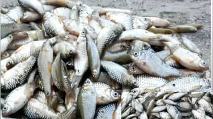 ঝুঁকি ছাড়াই ঝটপট বাছা: মাত্র ৫ মিনিটে কুচো মাছ কাটার সহজ ও চটজলদি উপায়