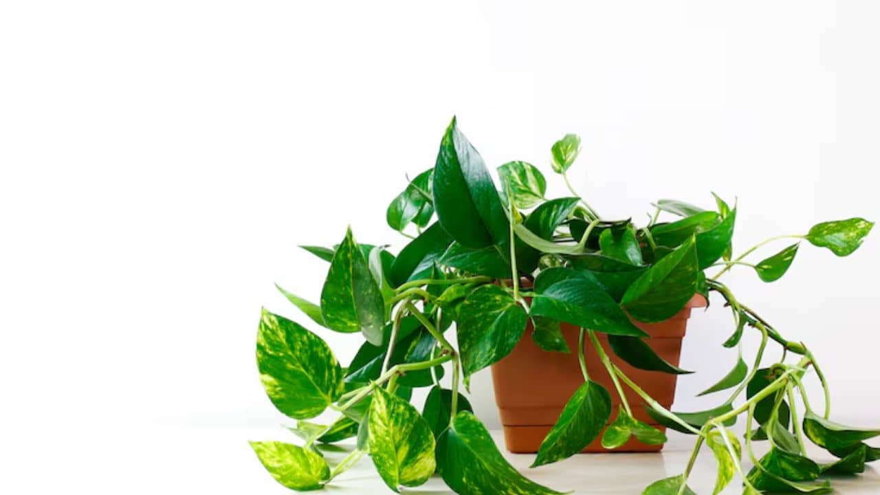 Money Plant Vastu: মানি প্ল্যান্ট রাখলেই মিলবে না ফল! গুড লাকের জন্য ঘরের কোন কোণায় রাখতে হয় জেনে নিন