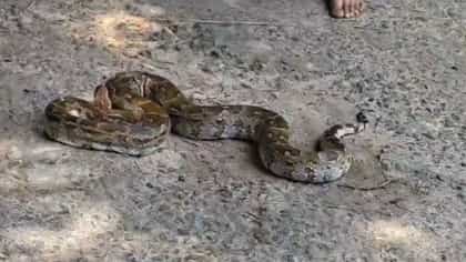 প্রাণ বাঁচাতে এই বিশালাকার অজগর যা করল...