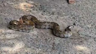 Jhargram: প্রাণ বাঁচাতে এই বিশালাকার অজগর যা করল…