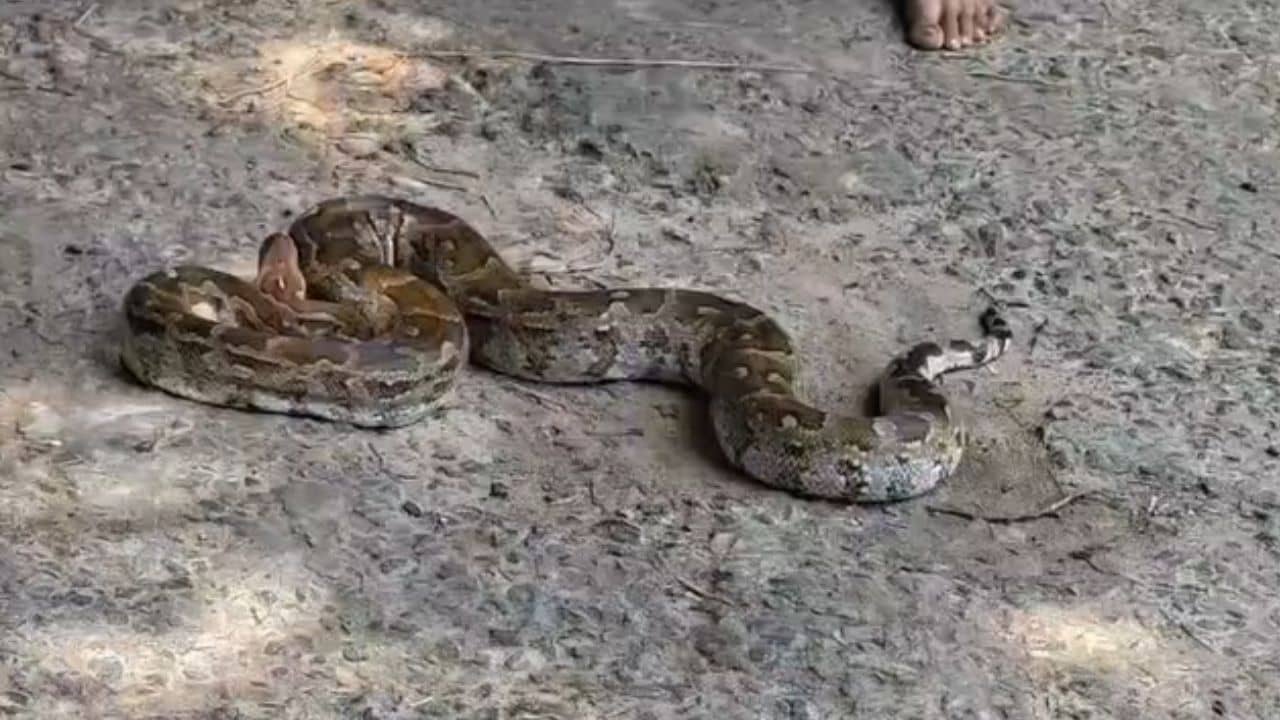 Jhargram: প্রাণ বাঁচাতে এই বিশালাকার অজগর যা করল...