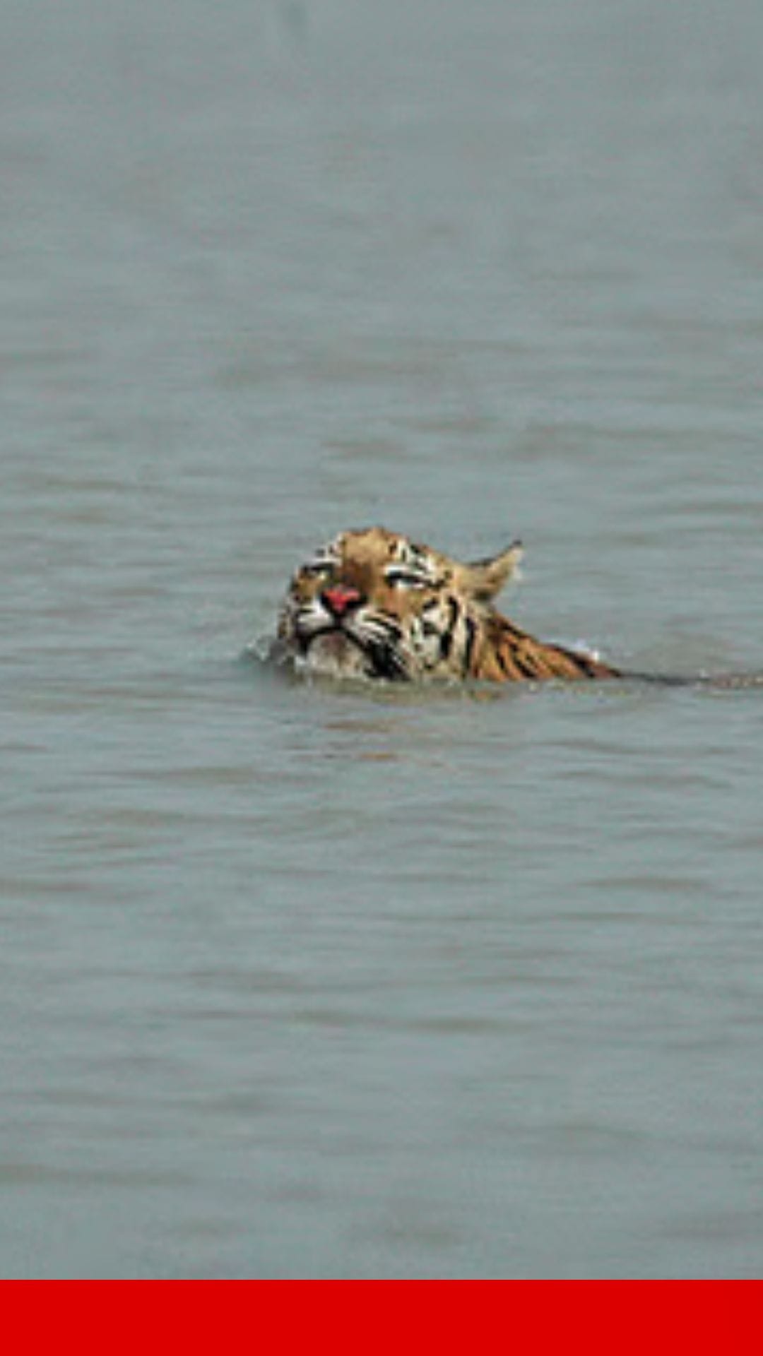বর্ষার সুন্দরবনে চোখে পড়ল বাঘের অসাধারণ সাঁতার!