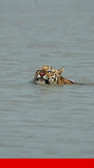 বর্ষার সুন্দরবনে চোখে পড়ল বাঘের অসাধারণ সাঁতার!