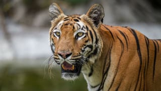 Buxa Tiger Reserve: ভিন রাজ্যে যেতে হবে না, বক্সার জঙ্গলেই আবার দেখা মিলবে বাঘের! বিরাট উদ্যোগ রাজ্যের