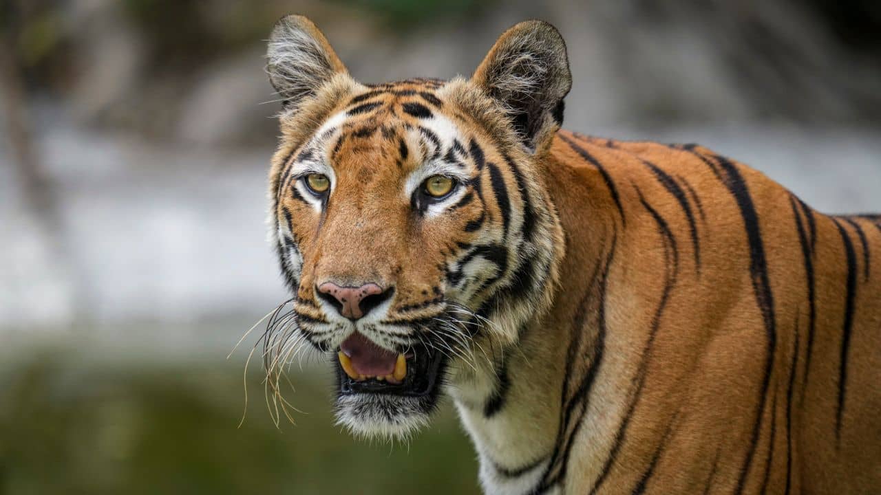 Buxa Tiger Reserve: ভিন রাজ্যে যেতে হবে না, বক্সার জঙ্গলেই আবার দেখা মিলবে বাঘের! বিরাট উদ্যোগ রাজ্যের