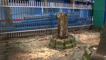 গাছ ভেঙে পড়ে মৃত্যু মহিলার, আহত ২, SSKM-এর সামনে ভয়ঙ্কর দুর্ঘটনা