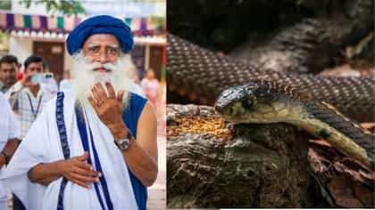 শোয়ার ঘরে থাকত ২০টি জ্যান্ত কেউটে! সদগুরুর জীবনের অদ্ভুত অভিজ্ঞতা