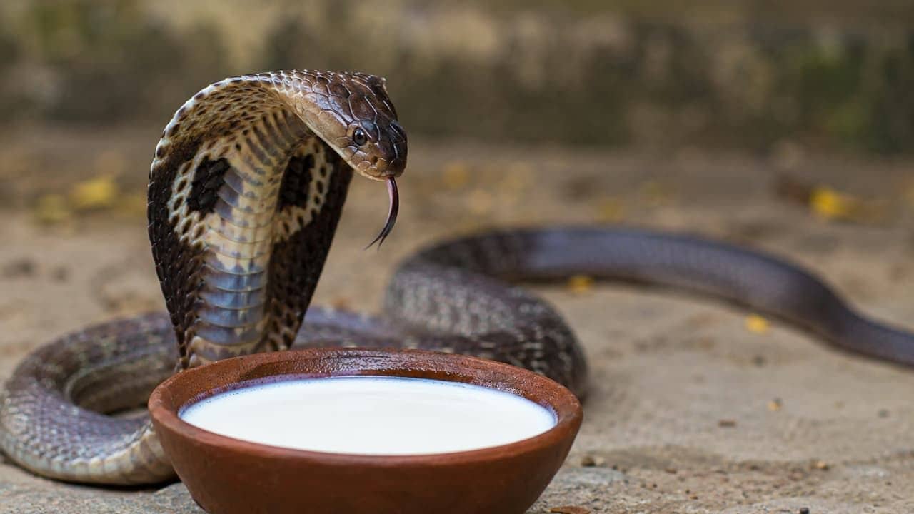 সাপ আদৌ কি দুধ খায়?