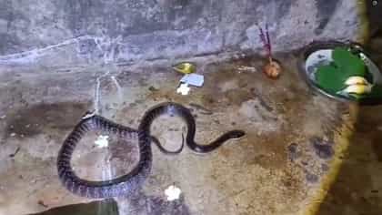 বাড়িতে ঢুকেছে সাপ, চিনতে না পেরে দুধ-কলা দিয়ে পুজো, তারপর যা হল...