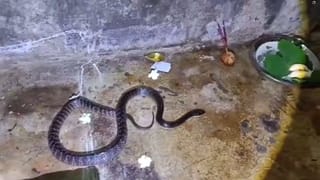 Dhupguri snake scare: বাড়িতে ঢুকেছে সাপ, চিনতে না পেরে দুধ-কলা দিয়ে পুজো, তারপর যা হল…